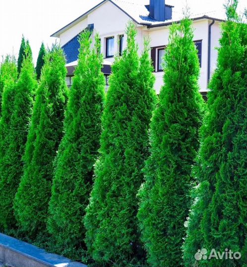 Туя смарагд оптом