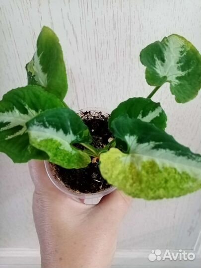 Сингониум Яичница (Syngonium Scrambled Eggs)