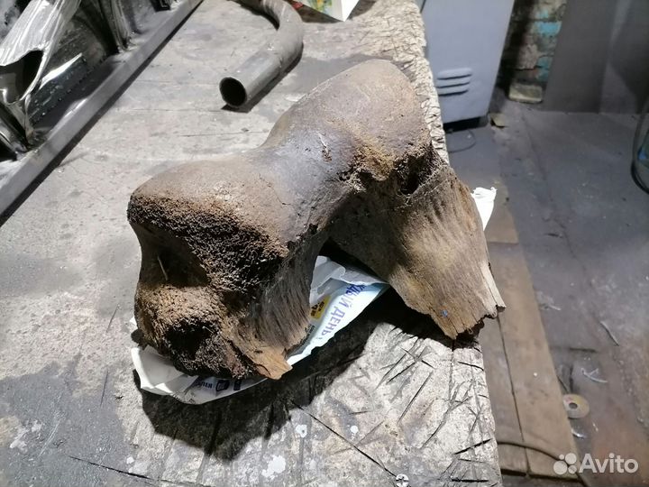 Сустав мамонта