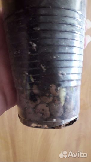 Аглаонема чина red