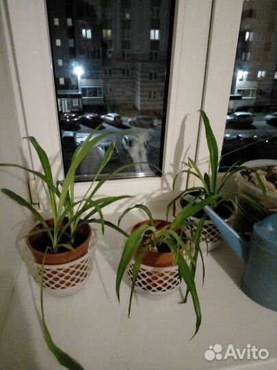 Хлорофитум.продаю без горшков.цена за штуку