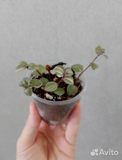 Комнатные цветы разные от