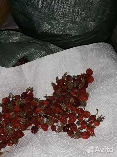 Продам шиповник