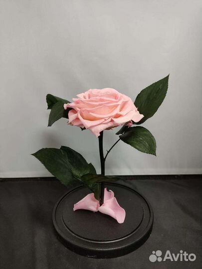 Роза в колбе оптом