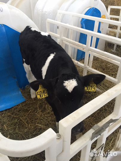 Крс Холмогоры