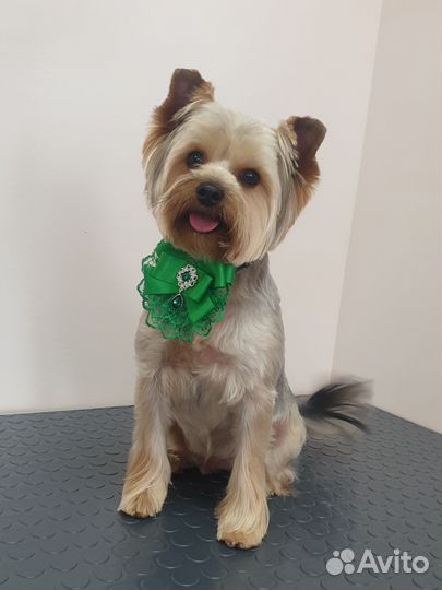 Стрижка собак. Грумер. Мичуринск