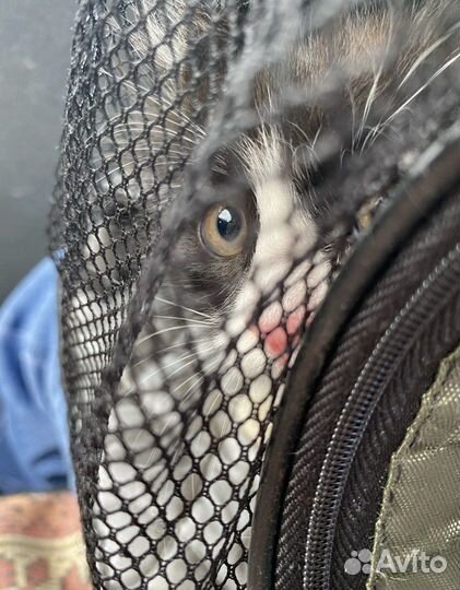 Котенок ищет дом