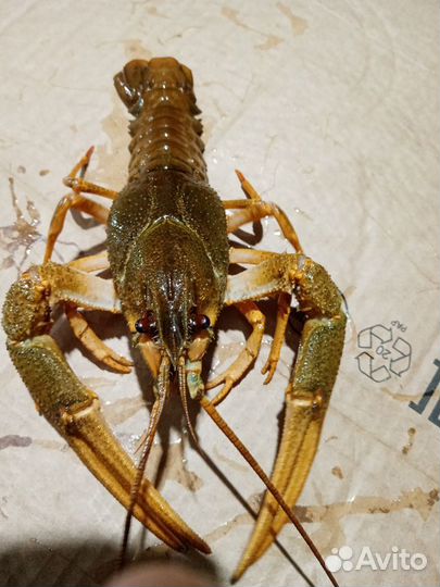 Живые раки оптом и в розницу