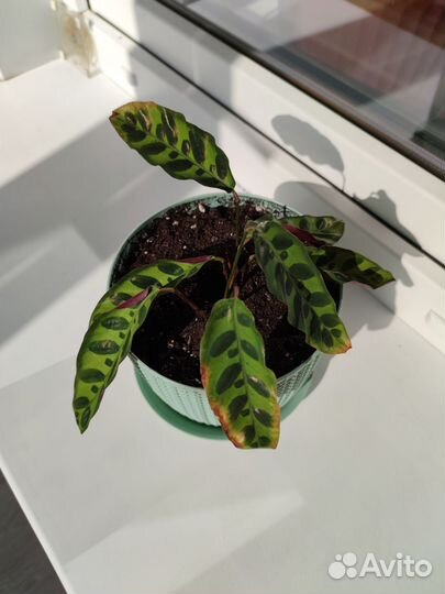 Калатея лансифолия