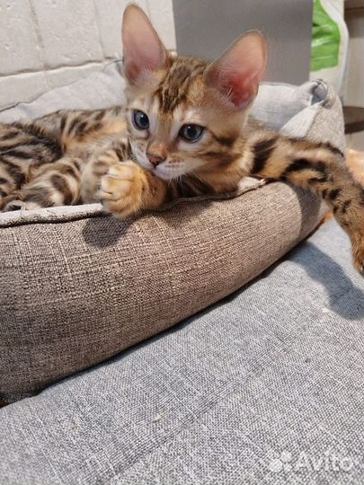 Бенгальская