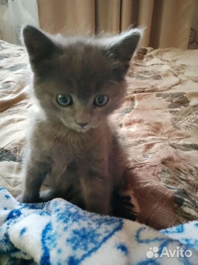 Очаровательный мальчишка