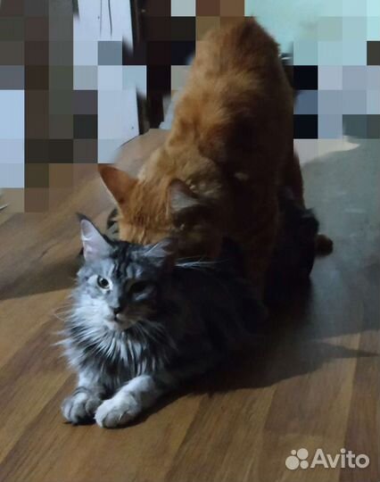 Мейн-кун вязка