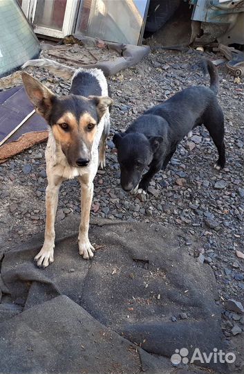 Дворняжки в добрые руки