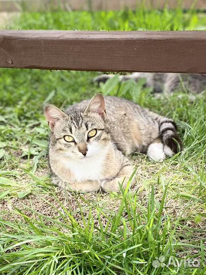 Кошка Петунья ищет дом