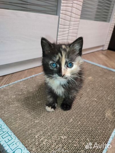 Котята приносящие в дом счастье