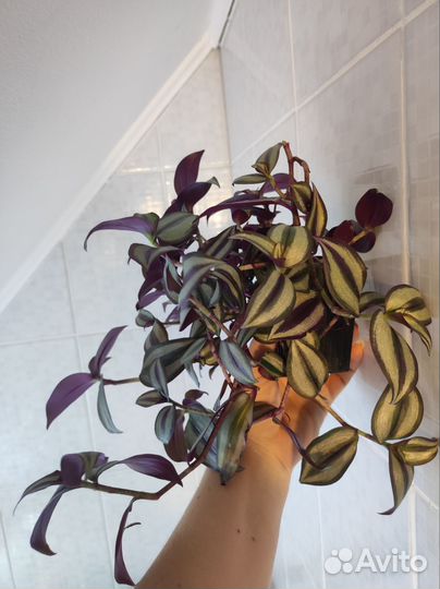 Традесканция зебрина