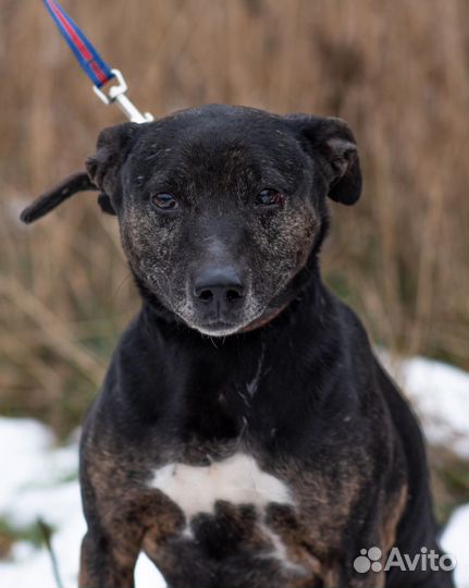 Магда ищет дом