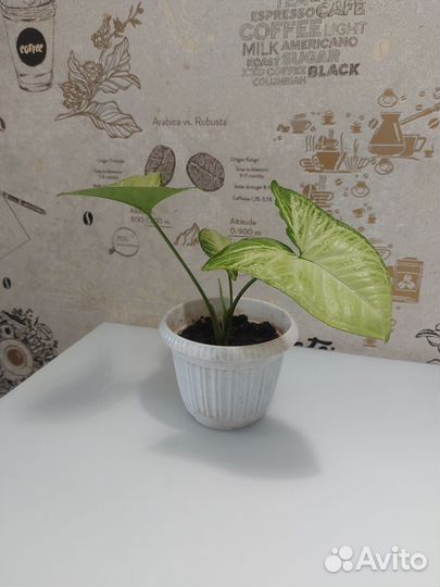 Сингониум комнатный цветок