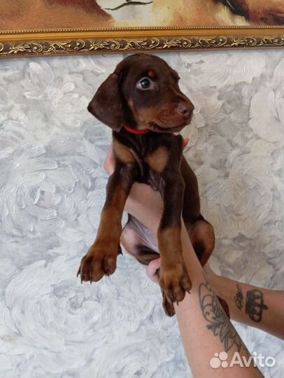 Щенки добермана