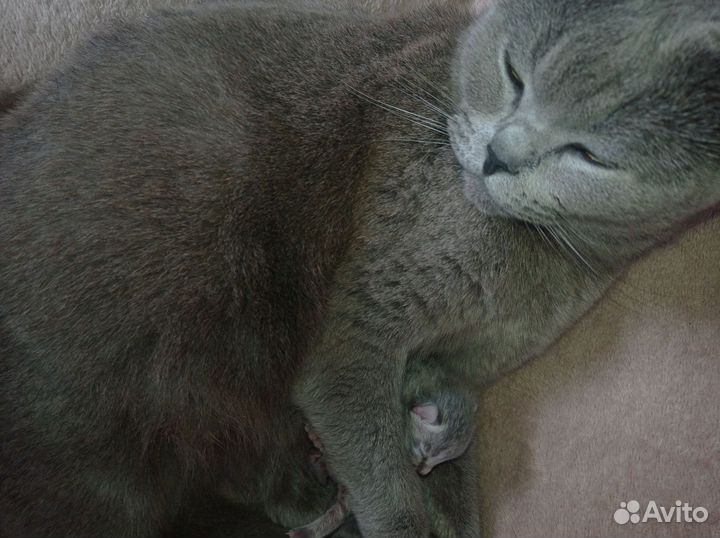 Британский котëнок