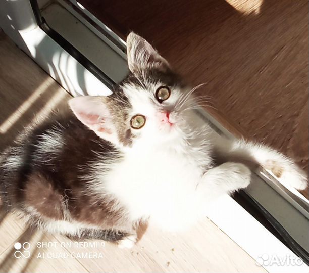 Котят в добрые руки