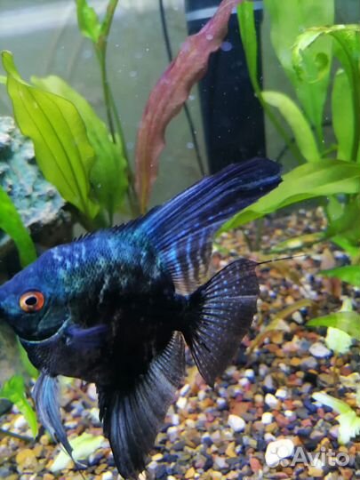 Рыбки скалярии