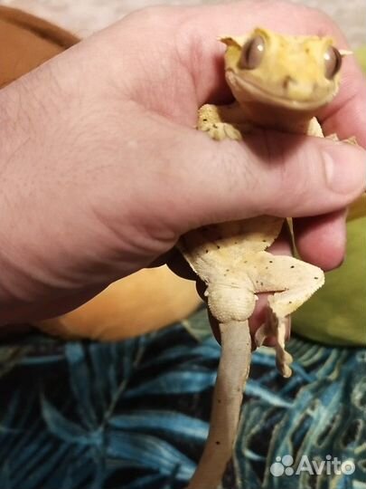 Реснитчатый бананоед (самец); Токи (самочка)