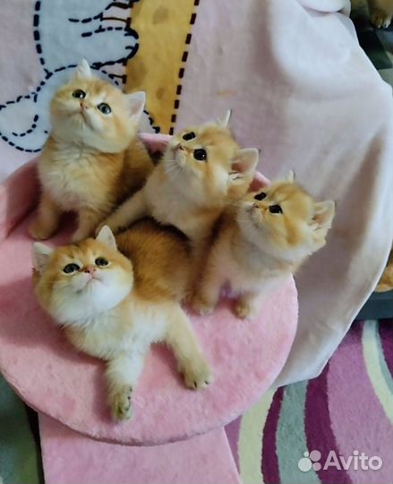 Шотландские котята