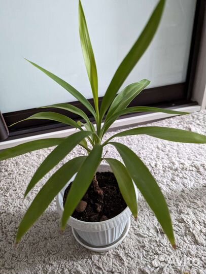 Комнатные растения