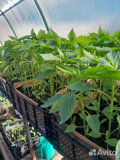 Рассада помидор, перца, огурцов