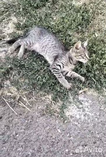 Котенок в добрые руки