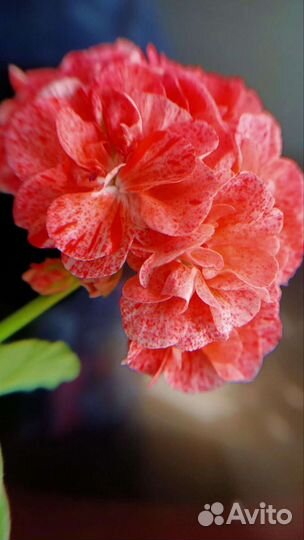 Пеларгония сортовая