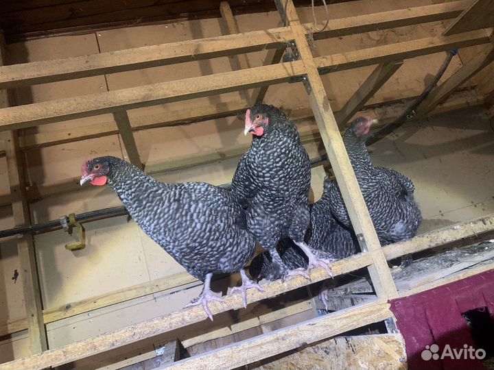 Куры породы мехеленская кукушка (мален )