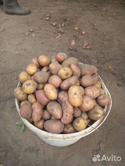 Картофель мелочь скоту