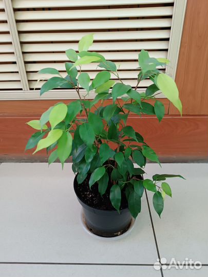 Фикус бенджамина