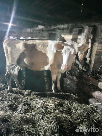 Продается корова