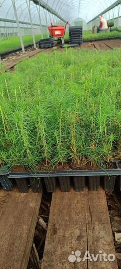 Сеянцы сосны окс от производителя