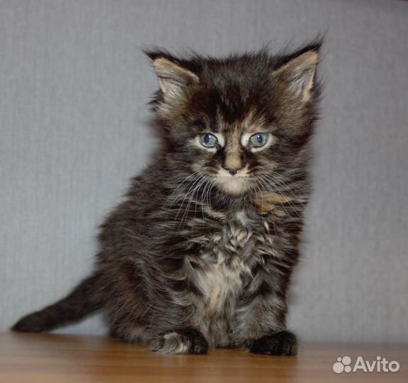 Черепаховое счастье