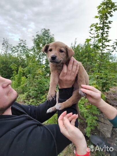 Щенки в добрые руки