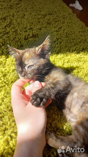 Котенок девочка с необычной расцветкой