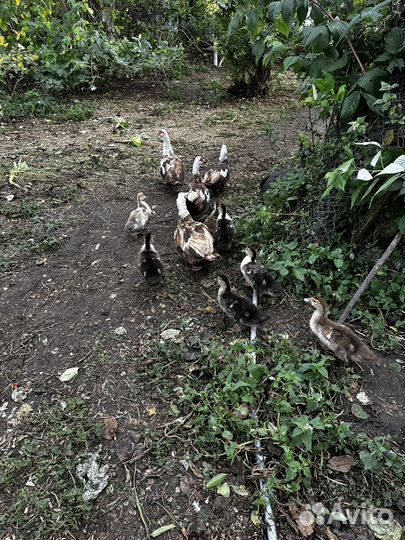 Индоутки мускусная утка