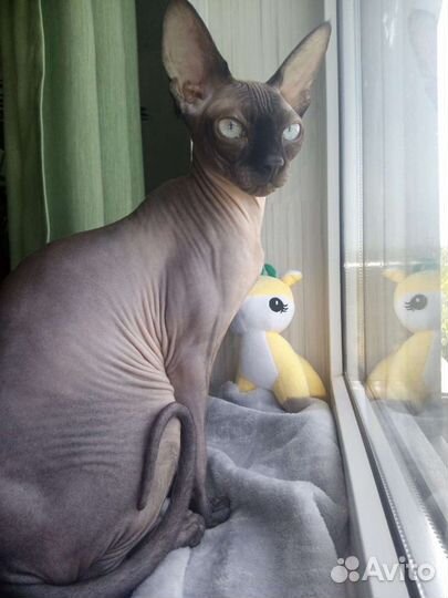 Котик сфинкс в подарок