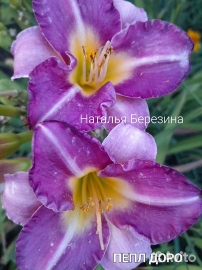 Лилейники сортовые