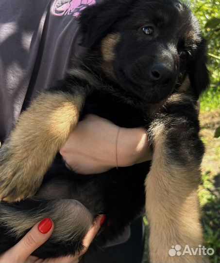 Щенки немецкой овчарки