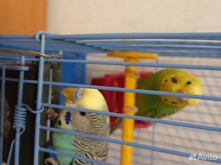 Волнистые попугаи