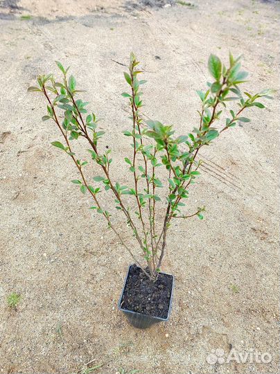 Кизильник блестящий