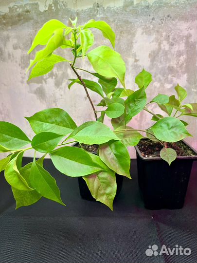 Бугенвиллея