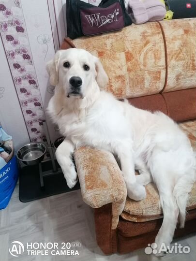 Вязка собак золотистый ретривер