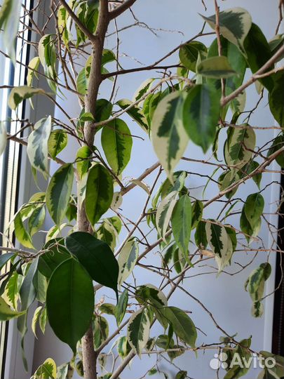 Фикус бенджамина