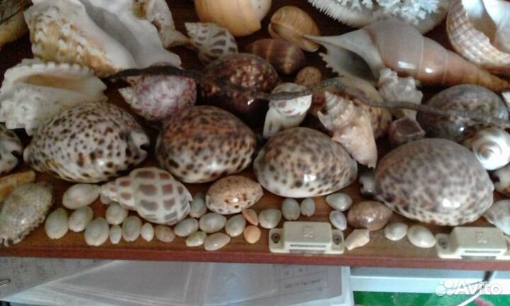 Раковины, ракушки, кораллы